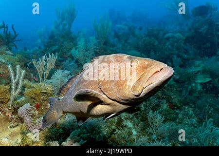 Mérou tigre (Mycteroperca tigris) nageant au-dessus du récif de corail, Parc national Jardines de la Reina, Mer des Caraïbes, Camagueey et Ciego de Avila Banque D'Images