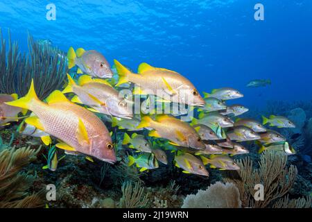 Vivaneau de maître (Lutjanus apodus) nageant sur le récif de corail, le parc national Jardines de la Reina, la mer des Caraïbes, Camagueey et Ciego de Avila Banque D'Images