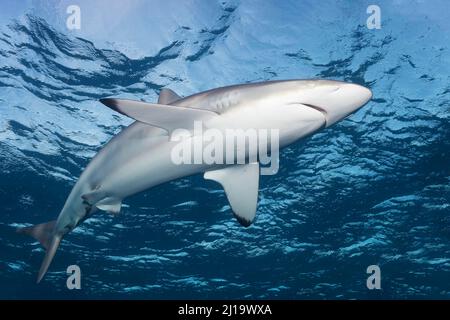 Requin soyeux (Carcharhinus falciformis) nageant dans le bleu, Parc national Jardines de la Reina, Mer des Caraïbes, République de Cuba, Mer des Caraïbes Banque D'Images