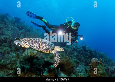 Plongeur cubain, guide de plongée avec appareil photo sous-marin se baladent au-dessus du récif de corail et regarde la tortue de mer (Eretmochelys imbricata), Jardines de la Reina Banque D'Images