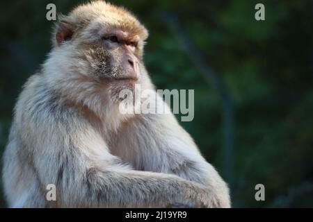 Le gros plan du macaque rhésus, singe rhésus de façon familière, est une espèce de singe du Vieux monde. Banque D'Images