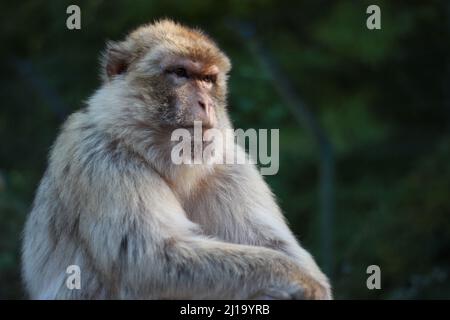 Le gros plan du macaque rhésus, singe rhésus de façon familière, est une espèce de singe du Vieux monde. Banque D'Images