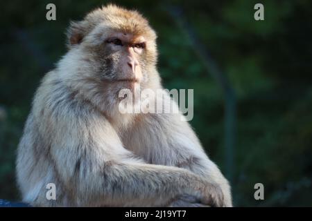 Le gros plan du macaque rhésus, singe rhésus de façon familière, est une espèce de singe du Vieux monde. Banque D'Images