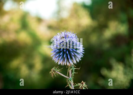 Plan vertical d'une abeille pollinisant la fleur d'echinops,fleur sélective Banque D'Images