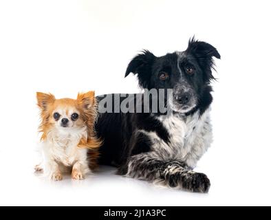 Border Collie et chihuahua in front of white background Banque D'Images