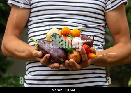 légumes biologiques. Les fermiers se mettent à la main avec des légumes fraîchement cueillis. Attention sélective Banque D'Images