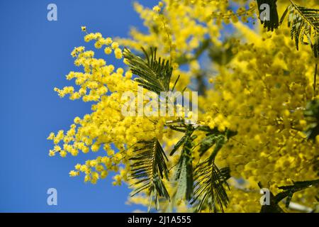 Branche de fleurs mimosa jaunes sur fond bleu ciel Banque D'Images