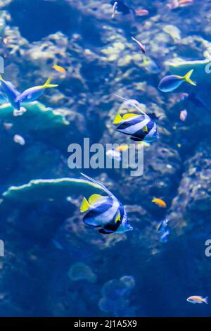 Deux écoles Bannerfishs et d'autres petits poissons colorés natation à travers Coral Reef, Australie Banque D'Images