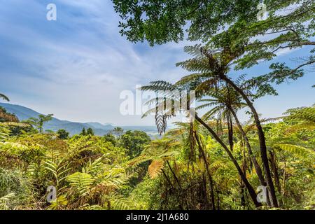 Vue sur la forêt tropicale depuis Mount Alexandra Lookout, Queensland, Australie Banque D'Images