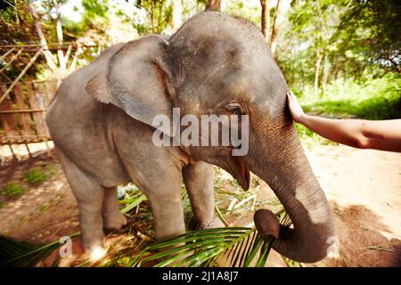 Indices maximaux Elepha. Un éco-touriste se faisant aller jusqu'à caresser un veau d'éléphant d'Asie - Thaïlande. Banque D'Images