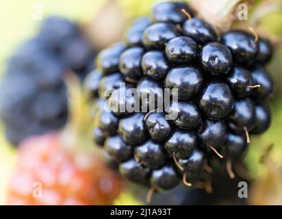 Mûres fraîches naturelles dans un jardin. Bouquet de mûres et non mûres de mûres de mûres - Rubus fruticosus - sur branche de plante avec des feuilles vertes sur la ferme. O Banque D'Images