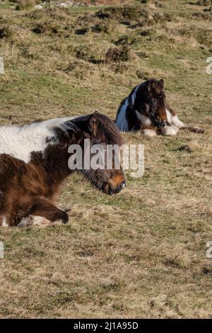 Une jument de poney de Bodmin et son poulain reposant sur Craddock Moor sur Bodmin Moor dans Cornwall Royaume-Uni. Banque D'Images