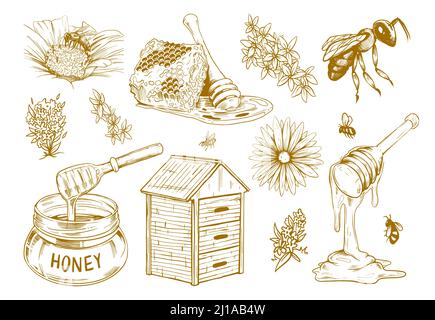 Ensemble de croquis à plat au miel dessinés à la main. Éléments de design vintage pour flyers avec abeilles, nid d'abeilles et fleurs isolé vecteur collection d'illustration. Organique Illustration de Vecteur