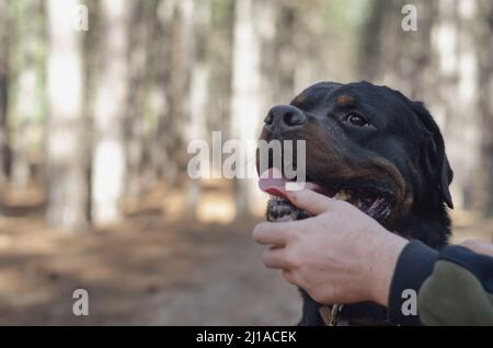 Rottweiler. Un grand chien noir est assis sur un chemin dans les bois. Une main mâle caresse le mâle sur la tête. Sans laisses. Animaux de compagnie. Mise au point sélective. Banque D'Images