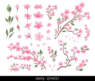 Ensemble de fleurs Sakura. Pétales de fleurs roses, branches de cerisier ou de pêche avec feuilles. Illustrations vectorielles plates pour le printemps en Asie, nature, FE en fleurs Illustration de Vecteur