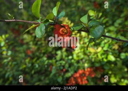 vue rapprochée de la branche avec fleurs rouges de coing chinois au printemps Banque D'Images