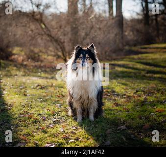 Incroyablement intelligent chien de collie Dexter posant pendant la journée ensoleillée. Banque D'Images