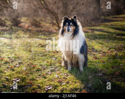 Incroyablement intelligent chien de collie Dexter posant pendant la journée ensoleillée. Banque D'Images