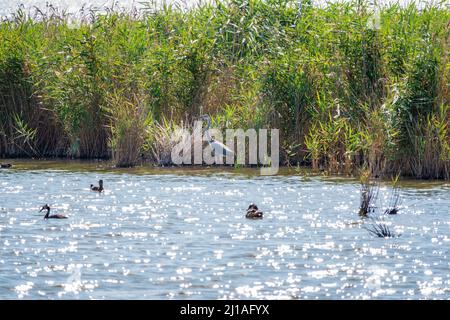 Le héron gris se trouve dans le lac.Héron gris Ardea cinerea regardant les poissons dans les eaux peu profondes Banque D'Images