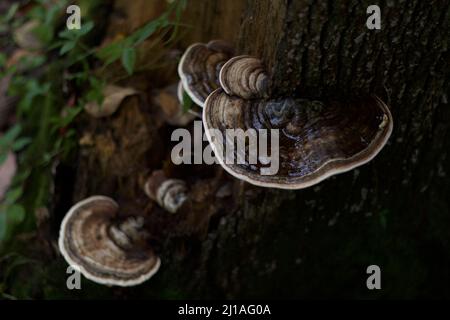 Un gros plan de Trametes versicolor, communément appelé queue de dinde. Banque D'Images