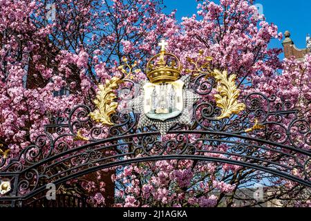 Kingston-upon-Thames, Kingston London, Royaume-Uni, mars 23 2022, Rose Floraison de cerisier Blossom contre Un ciel bleu sans personne Banque D'Images