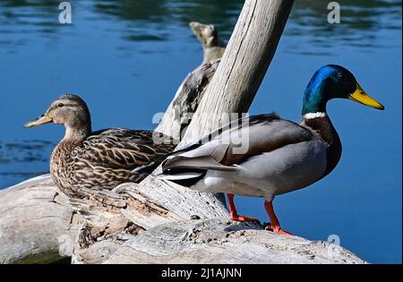 Schernsdorf, Allemagne. 24th mars 2022. Un mâle (r) et une femelle (Anas platyrhynchos) au soleil de printemps à Schervenzsee dans le Parc naturel de Schlaubetal. Credit: Patrick Pleul/dpa-Zentralbild/ZB/dpa/Alay Live News Banque D'Images
