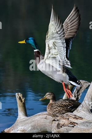 Schernsdorf, Allemagne. 24th mars 2022. Un homme en vol et une femelle de canard (Anas platyrhynchos) au soleil de printemps à Schervenzsee dans le Parc naturel de Schlaubetal. Credit: Patrick Pleul/dpa-Zentralbild/ZB/dpa/Alay Live News Banque D'Images