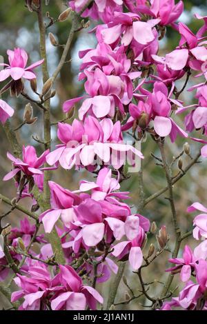 Magnolia « Ruth ». Grandes fleurs violettes en forme de tasse. Traversez entre M. campbellii 'Lanarth' et M. liiliiflora. Banque D'Images