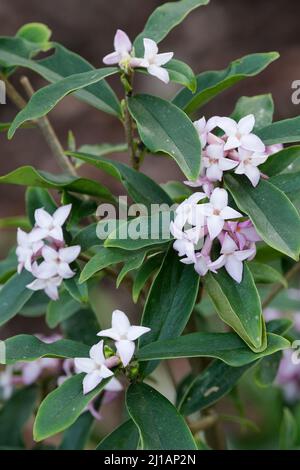 Daphne bolua 'pring Beauty'. Fleurs roses parfumées au début du printemps Banque D'Images