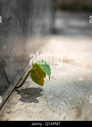 Plante poussant entre des escaliers en béton. Photo conceptuelle de ne jamais perdre espoir. Utilisation de la mise au point sélective et de l'espace de copie pour le texte. Banque D'Images