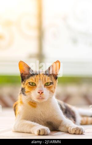 Beau chat trois couleurs assis sur le sol et regardant devant. Banque D'Images