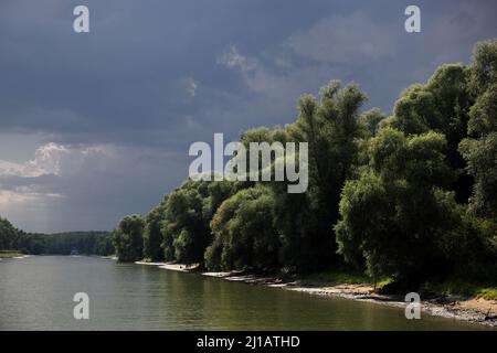 Biosphärenreservat Donaudelta, BEI Tulcea, Rumänien / Réserve de biosphère du delta du Danube, près de Tulcea, Roumanie (Aufnahmedatum kann abweichen) Banque D'Images