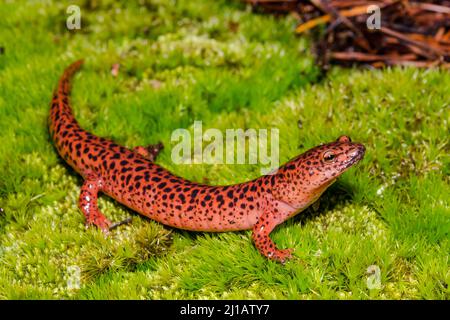 Salamandre rouge - Pseudotriton ruber Banque D'Images