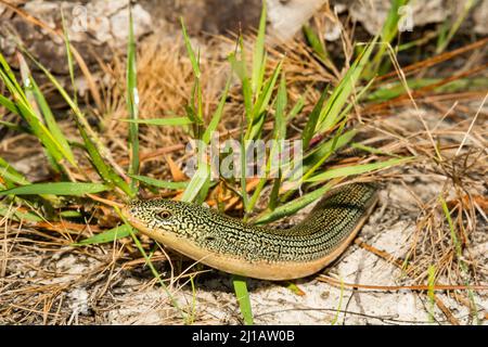 Lézard de verre de l'est - Ophisaurus ventralis Banque D'Images