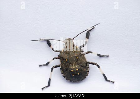 Insecte lacheté jaune, espèce Erthesina, Satara, Maharashtra, Inde Banque D'Images