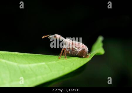 Charançon indien du cou de girafe, Trachelophorus sp, Satara, Maharashtra, Inde Banque D'Images