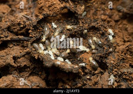 Termites également connu sous le nom de fourmis blancs., Satara, Maharashtra, Inde Banque D'Images
