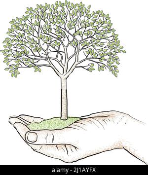 Cerisier avec feuilles et fruits, illustration vectorielle isolée. Illustration de Vecteur