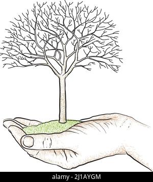 Cerisier avec feuilles et fruits, illustration vectorielle isolée. Illustration de Vecteur