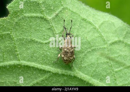 Charançon du haricot, Acanthoscelides obtectus, Satara, Maharashtra, Inde Banque D'Images