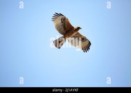 Aigle de Bonelli, Aquila fasciata en vol, Satara, Maharashtra, Inde Banque D'Images