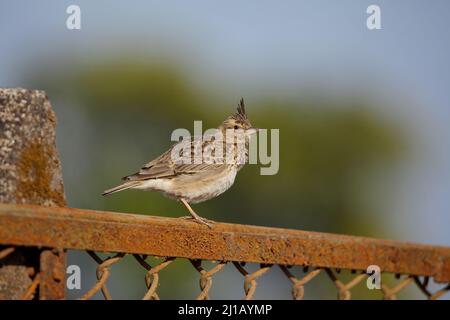 Larche de brousse indienne mâle, Mirafra erythroptera, Satara, Maharashtra, Inde Banque D'Images