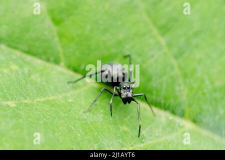 Araignée ANT imite , espèce Myrmarachne, Satara, Maharashtra, Inde Banque D'Images