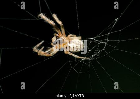 Araignée asiatique longue à mâchoires, espèce Guizygiella, Satara, Maharashtra, Inde Banque D'Images