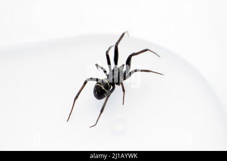 Fausse araignée veuve noire, espèce Steatoda, Satara, Maharashtra, Inde Banque D'Images