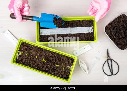 Personne qui cultivait des plantes de salade à la maison au printemps à partir de ruban de graines de papier blanc, la sorcière a des graines de plante à l'intérieur. Moyen rapide et facile de semer de petites graines. Banque D'Images