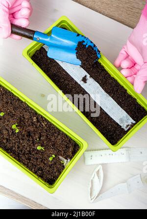 Personne qui cultivait des plantes de salade à la maison au printemps à partir de ruban de graines de papier blanc, la sorcière a des graines de plante à l'intérieur. Moyen rapide et facile de semer de petites graines. Banque D'Images