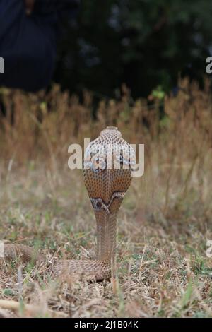 Différentes marques de capot de l'Inde cobra , naja naja, Satara, Maharashtra, Inde Banque D'Images