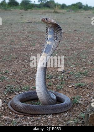 Cobra indien , Naja naja , Satara, Maharashtra, Inde Banque D'Images