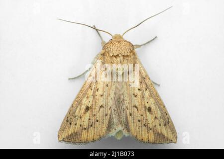 Espèce de papillon de soie, Satara, Maharashtra, Inde Banque D'Images